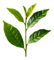 Fresh tea leaves, cut out - stock .. png