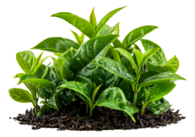 Young tea plant, cut out - stock .. png