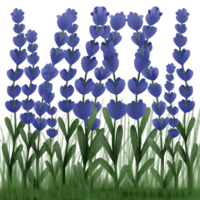 lavender flowers hand drawn png