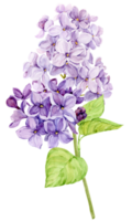 Watercolor illustration of lilac. Branch of purple syringa with leaves, flowers and buds. Fragrant spring flower on a transparent background. Botanical illustration for wedding invitation. png