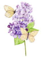 Watercolor illustration of lilac. Branch of purple syringa with leaves, flowers and buds. Fragrant spring flower and butterflies on a transparent background for wedding invitation, greeting card. png