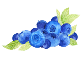 Blueberry composition. Watercolor blue berries, greens and leaves. A branch of ripe bilberry lies on the table. Illustration for packaging of eco-products, label for blueberry jam. png