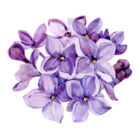 Watercolor drawing of lilac. Hand drawn botanical illustration of Shringa vulgaris. Spring purple flowers for a romantic card. An aromatic plant for packaging soap, perfume, cosmetics. png