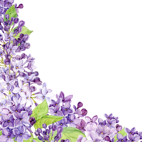 coin composition de lilas fleurs. violet fleurs sur une transparent Contexte. aquarelle illustration pour le conception de produits de beauté, parfums, salutation cartes pour de la mère jour, printemps mariages. png
