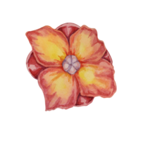 flor de el púrpura mangostán, tropical exótico asiático botánica clipart. garcinia mangostana mano dibujadoacuarela ilustración para pegatina, etiqueta, comida embalaje, menú, cosmético, belleza, imprimir, vestir png