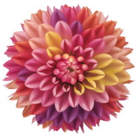 colorful flower in full bloom png