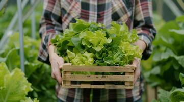 Man Holding Wooden Box Filled With Lettuce photo