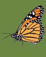 ilustración de un naranja mariposa con negro líneas y blanco lugares vector