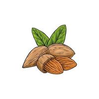 hand drawn colored illustration of almonds vector