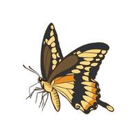 hand drawn illustration of butterfly with color vector