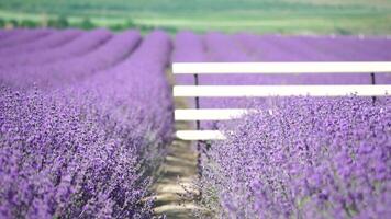 white bench in lavender field with fragrant purple flowers bloom at sunset. Lush lavender bushes in endless rows. Organic Lavender Oil Production in Europe. Garden aromatherapy. Slow motion, close up video