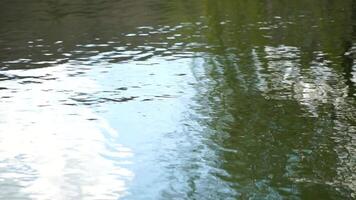 ripples on the water surface with reflection of branches of weeping willow tree and fresh green spring goslings shaking in wind, over blue lake water, creating a serene and tranquil scene. slow motion video