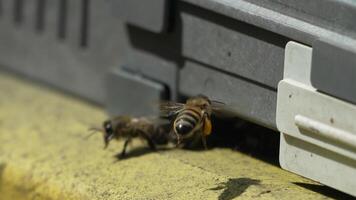 Bees, pollen, hive - Close-up view of bees with colorful pollen on legs near beehive entrance, slow motion, pollination process in nature. Apis mellifera video