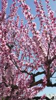 A close up of a bright pink flowers peach tree spring bloom. Vertical . Slow motion video