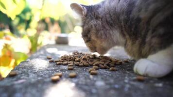 gato disfruta un comida al aire libre en medio de otoño naturaleza en luz rayos de luz de sol, mira a el cámara, se menea sus orejas y disfruta el Mañana Dom. lento movimiento, cerca arriba video