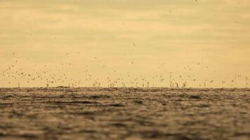 abstrait mer océan le coucher du soleil la nature Contexte avec mouettes et pêche bateau chalutier captures poisson tandis que voile sur mer à horizon dans distance voile à capture école de poisson sur calme mer surface dans été. video