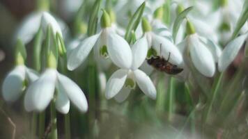 ape impollina bucaneve durante presto primavera nel foresta. bucaneve, fiore, primavera. bianca bucaneve fioritura nel giardino, presto molla, segnalazione fine di inverno. lento movimento, vicino su, morbido messa a fuoco video