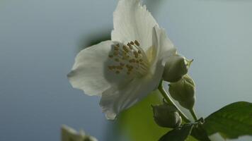 uma branco jasmim flor com amarelo centros é em uma verde folha. florescendo perfumado Jasminum sp. luz do dia, jardim contexto, simboliza beleza e tranqüilidade. video