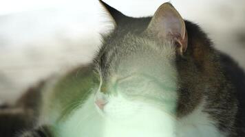 Close up portrait of a white striped domestic cat sleeping in shadow under car on hot summer day video