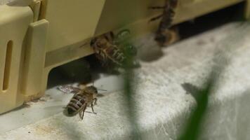abelhas, pólen, colmeia - fechar-se Visão do abelhas com colorida pólen em pernas perto colméia Entrada, 240 fps lento movimento, polinização processo dentro natureza. apis mellifera video