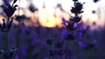 Lavender fields with fragrant purple flowers bloom at sunset. Lush lavender bushes in endless rows. Organic Lavender Oil Production in Europe. Garden aromatherapy. Slow motion, close up video