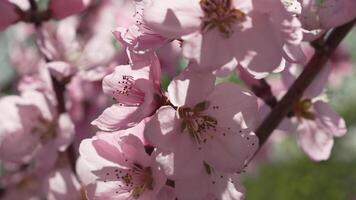 een dichtbij omhoog van een roze bloem perzik boom voorjaar bloeien. video