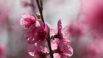 A close up of a pink flower peach tree spring bloom. video