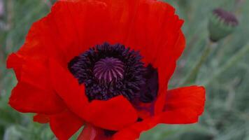 une rouge coquelicot fleur avec une foncé centre. écarlate coquelicots fleurs avec sélectif se concentrer. rouge coquelicots dans doux lumière. clairière de rouge coquelicots. doux concentrer se brouiller. papaver sp. video