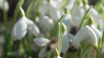 Bee pollinates snowdrop during early spring in forest. Snowdrops, flower, spring. Honey bee, Apis mellifera visiting first snowdrops on early spring, signaling end of winter. Slow motion, close up video