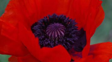 un' rosso papavero fiore con un' buio centro. scarlatto papaveri fiori con selettivo messa a fuoco. rosso papaveri nel morbido luce. radura di rosso papaveri. morbido messa a fuoco sfocatura. papaver sp. video