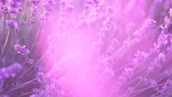 lavanda i campi con fragrante viola fiori fioritura a tramonto. lussureggiante lavanda cespugli nel infinito righe. biologico lavanda olio produzione nel Europa. giardino aromaterapia. lento movimento, vicino su video