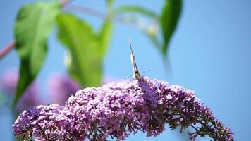 ein verbreitet Gelb Schwalbenschwanz Papilio machaon auf das Blume von ein Schmetterling Busch buddleja davidii . schließen hoch, schleppend Bewegung video