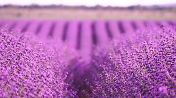 lavendel- fält med doftande lila blommor blomma på solnedgång. frodig lavendel- buskar i ändlös rader. organisk lavendel- olja produktion i Europa. trädgård aromterapi. långsam rörelse, stänga upp video