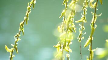 close-up branches of a weeping willow branches with fresh green spring goslings shaking in the wind, set against a background of blue lake water. tranquil and peaceful scene. slow motion. video