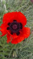 A red poppy flower with a dark center. scarlet poppies flowers with selective focus. Red poppies in soft light. Glade of red poppies. Soft focus blur. Papaver sp. Vertical video