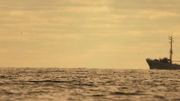 astratto mare oceano tramonto natura sfondo con gabbiani e pesca barca trawler catture pesce mentre andare in barca su mare a orizzonte nel distanza vela per catturare scuola di pesce su calma mare superficie nel estate. video