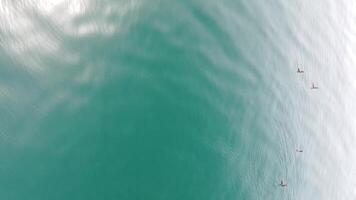 aérien vue de dauphins lentement nager dans cristal clair turquoise des eaux. groupe de endémique Marin mammifères migrer le long de le littoral. verticale . vacances, vacances et récréatif concept. video
