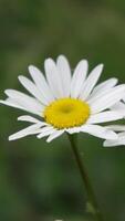 kamomill. vit daisy blommor i en sommar fält på solnedgång. silhuett av blomning kamomill blommor. stänga upp långsam rörelse. natur, blommor, vår, biologi, fauna begrepp. vertikal video