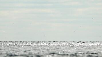 pêche bateau chalutier captures poisson tandis que voile sur mer. une commercial pêche bateau sur le horizon dans une distance voile à capture école de poisson sur calme mer surface dans été. commercial capture de mer poisson. video