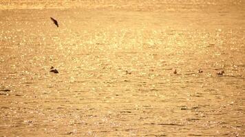 uma rebanho do gaivotas mosca dentro caloroso pôr do sol céu sobre a oceano. silhuetas do gaivotas vôo dentro lento movimento com a mar dentro a fundo às pôr do sol. tarde. ninguém. liberdade conceito video