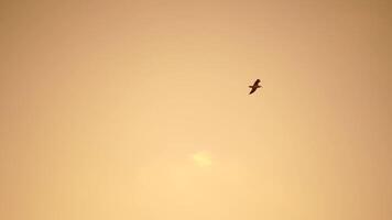 un rebaño de gaviotas mosca en calentar puesta de sol cielo terminado el océano. siluetas de gaviotas volador en lento movimiento con el mar en el antecedentes a puesta de sol. noche. nadie. libertad concepto video