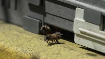 abelhas, pólen, colmeia - fechar-se Visão do abelhas com colorida pólen em pernas perto colméia Entrada, 240 fps lento movimento, polinização processo dentro natureza. apis mellifera video