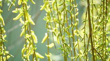 close-up branches of a weeping willow branches with fresh green spring goslings shaking in the wind, set against a background of blue lake water. tranquil and peaceful scene. slow motion. video