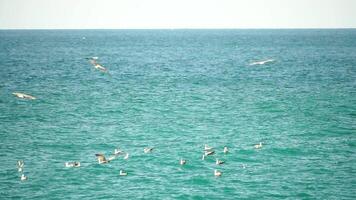 en flock av seagulls flyga i värma solnedgång himmel över de hav. silhuetter av seagulls flygande i långsam rörelse med de hav i de bakgrund på solnedgång. kväll. ingen. frihet begrepp video