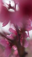 A close up of a bright pink flowers peach tree spring bloom. Vertical . Slow motion video