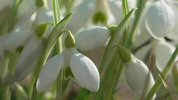 Bee pollinates snowdrop during early spring in forest. Snowdrops, flower, spring. Honey bee, Apis mellifera visiting first snowdrops on early spring, signaling end of winter. Slow motion, close up video