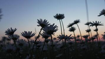 Chamomile. White daisy flowers in a summer field at sunset. Silhouette of blooming Chamomile flowers. Close up slow motion. Nature, flowers, spring, biology, fauna concept video