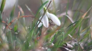 Snowdrops, flower, spring. White snowdrops bloom in garden, early spring, signaling end of winter. Slow motion, close up, soft focus video