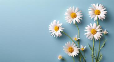 Daisies Blooming on Blue Background photo