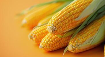 Corn on the Cob on a Yellow Background photo